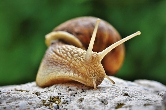 あつ森から学ぶ生物の話 雨が降ったら現れる あの カタツムリ の正体は 緑木リョク Note あつ森から学ぶ生物の話 雨が降ったら現れる あの カタツムリ の正体は 緑木リョク Note