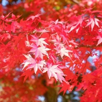 柊紅葉