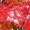 柊紅葉