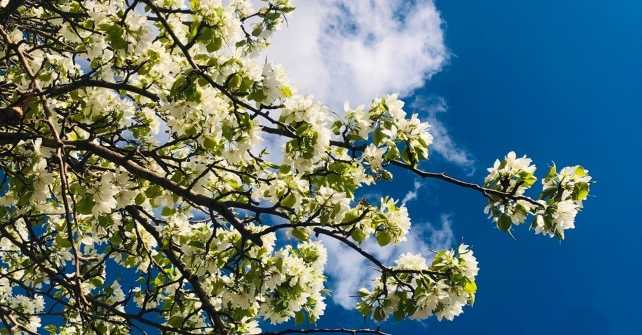 満開のシベリアの白い桜 齋藤友亨 Tomoyuki Saito Note