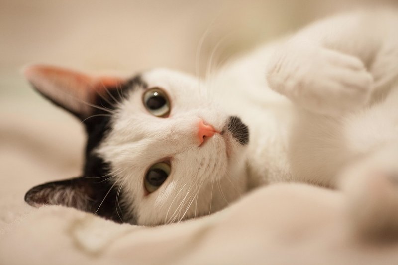 未経験で転職 動物看護師になる為には ぺット職業マニア Note 未経験で転職 動物看護師になる為には ぺット職業マニア Note