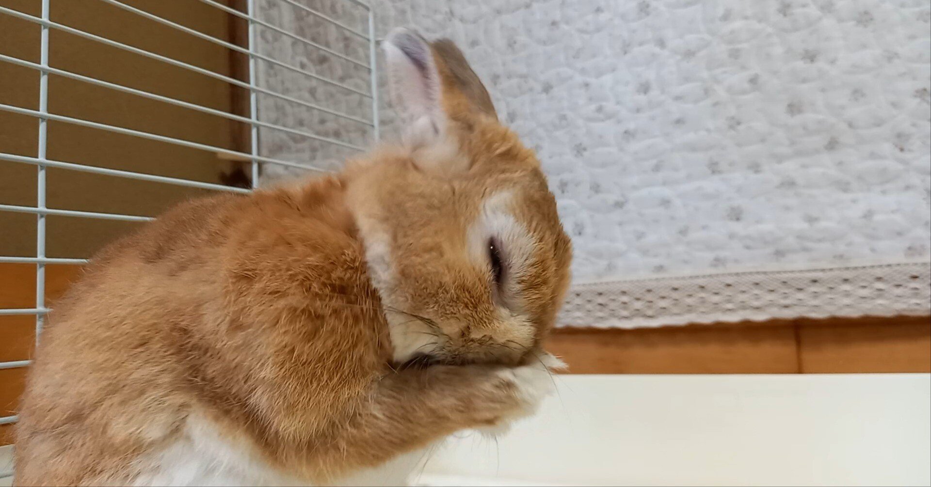 静かな場所を選ぶうさぎのように｜うさぎカフェ