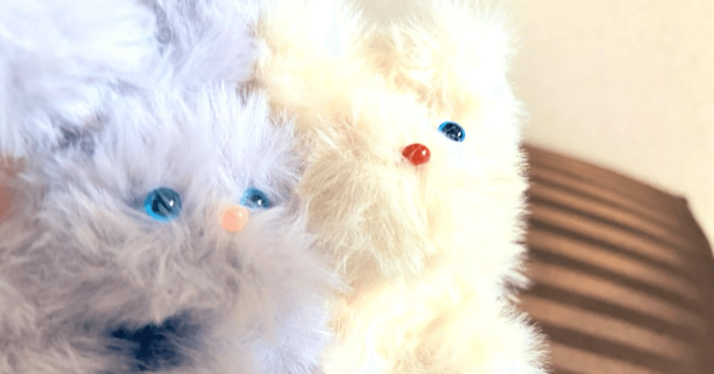 初雪☃️｜minto.