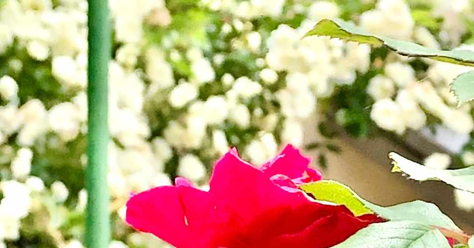 紅白のバラが咲いてます 薔薇の香の効能がスゴイんです うえの夕輝 上野夕子 Note