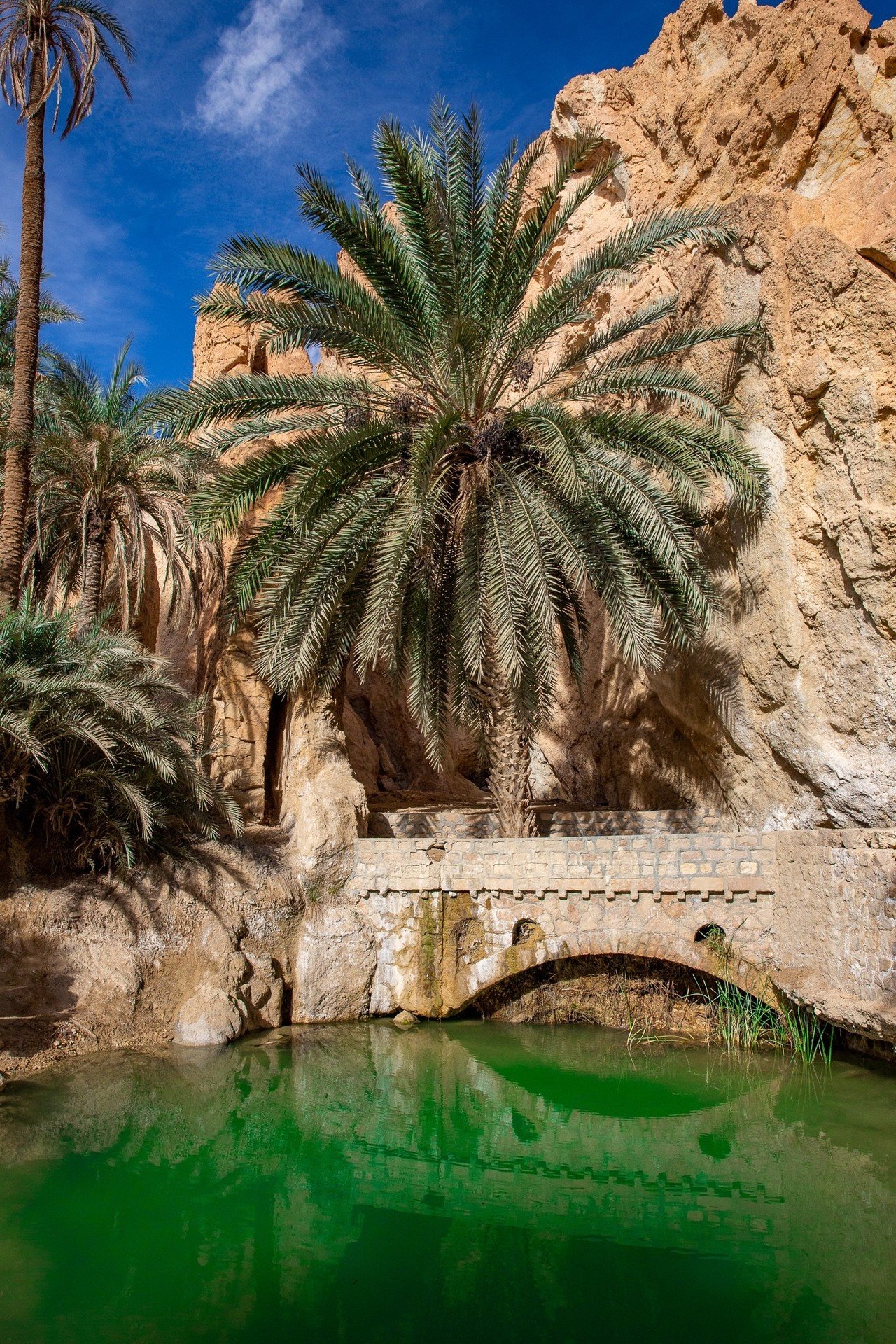 砂漠のオアシス シェビカ Zenpaku Note 砂漠のオアシス シェビカ Zenpaku Note