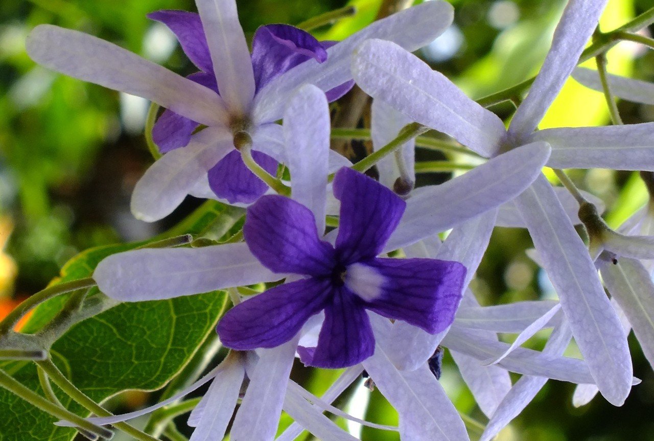 快晴が恨めしく お気に入りの植物園の写真ばかり眺めています ペトレアは ひと房にたくさん花を付け 英国ではクイーンズ リース 女王の花輪 と呼ばれているんだとか 科名 クマツヅラ科 花言葉 耐え ぶんぶんどー Note