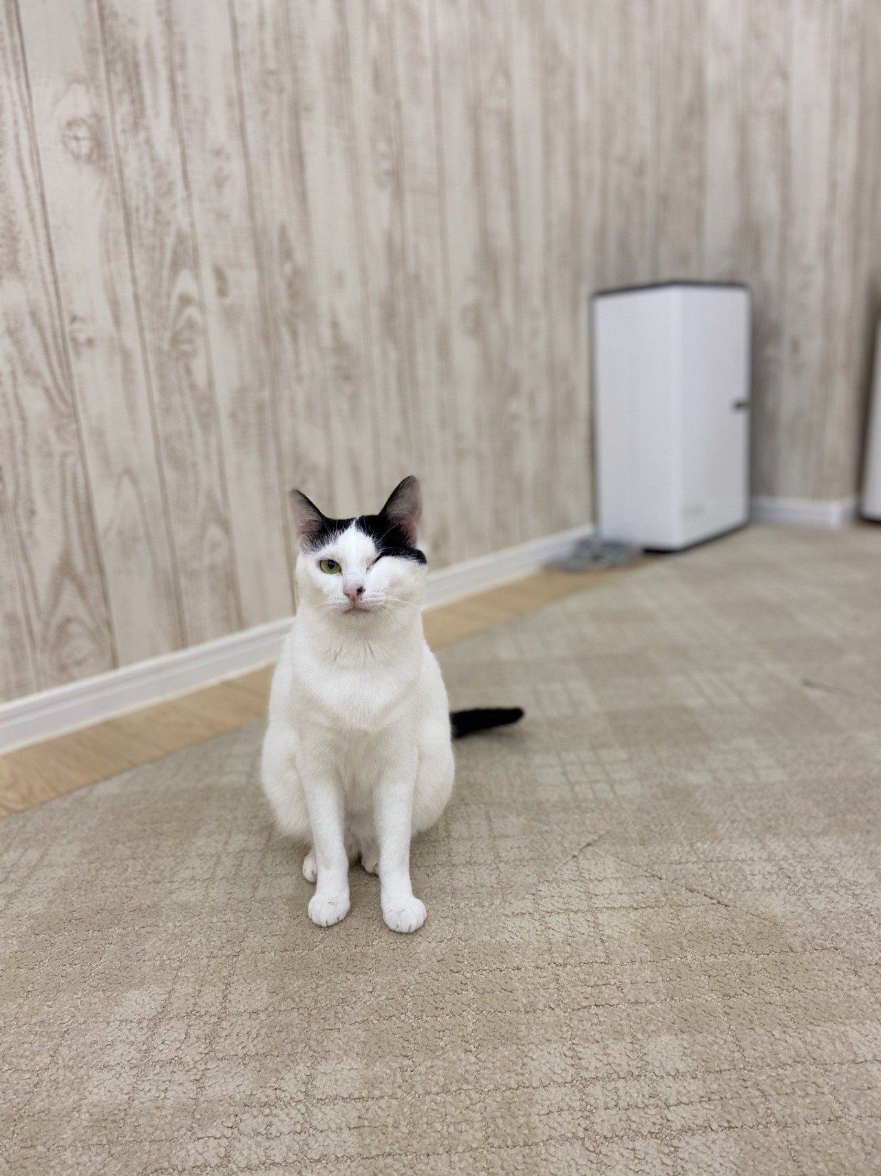 蒲田店 シロちゃんの日常 おうちでにゃんくる 譲渡型猫カフェにゃんくる Note 蒲田店 シロちゃんの日常 おうちでにゃんくる 譲渡型猫カフェにゃんくる Note