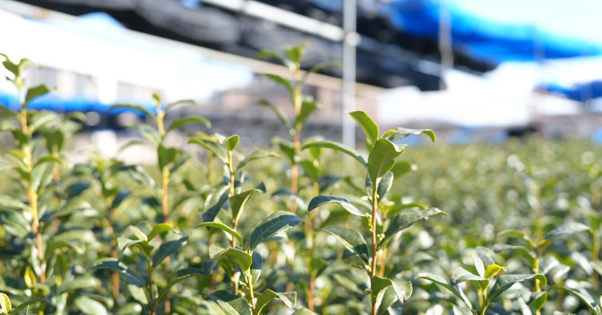 宇治抹茶の光】命綱なしで地上2mを歩く。創業300年の茶農家が命を