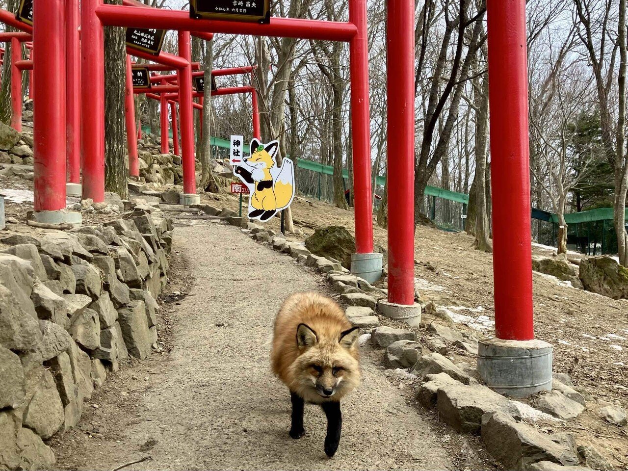 キツネ村にいってきた｜傘籤