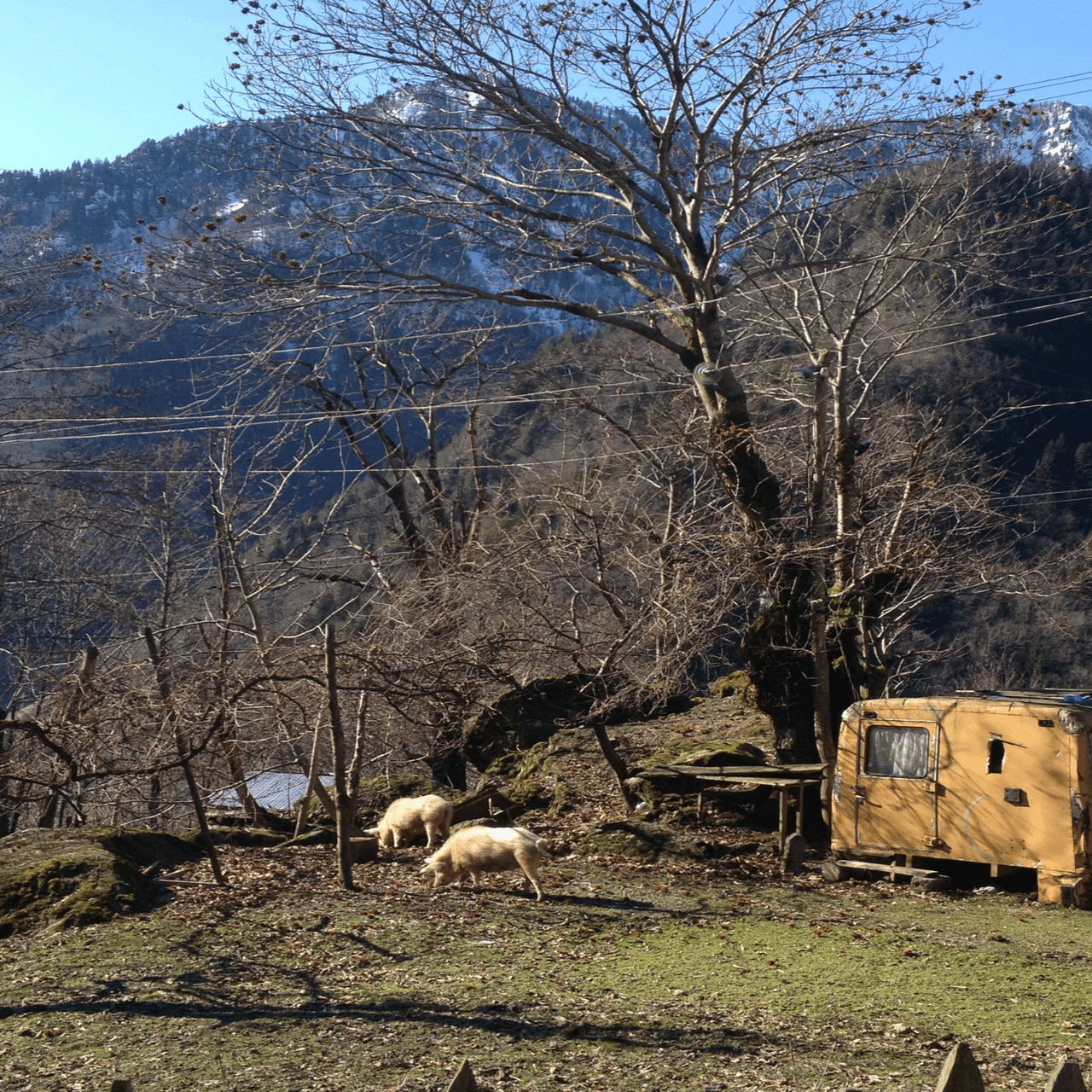 美食国家ジョージア（旧グルジア）⑥メスティア編その一｜リチクク