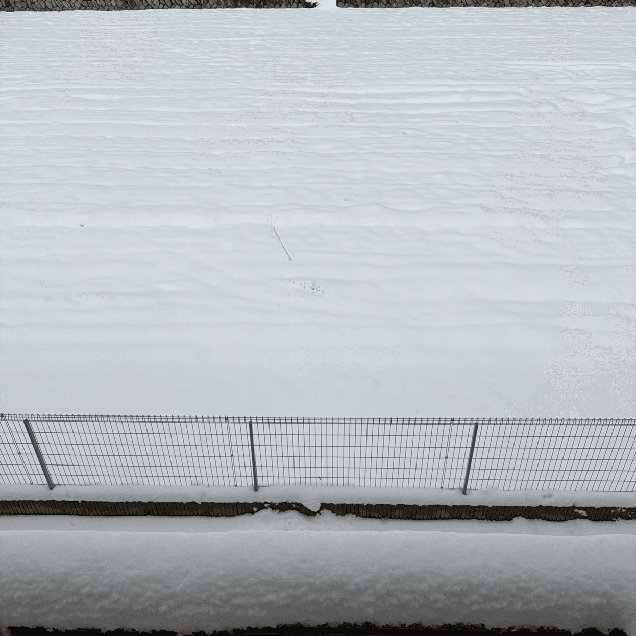 雪かきに追われる日。｜しじみ