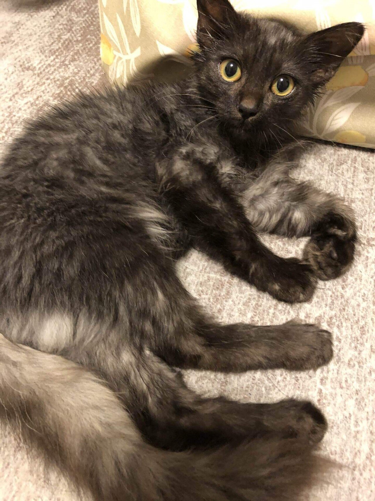 実家のねこちゃんず｜あおぴち