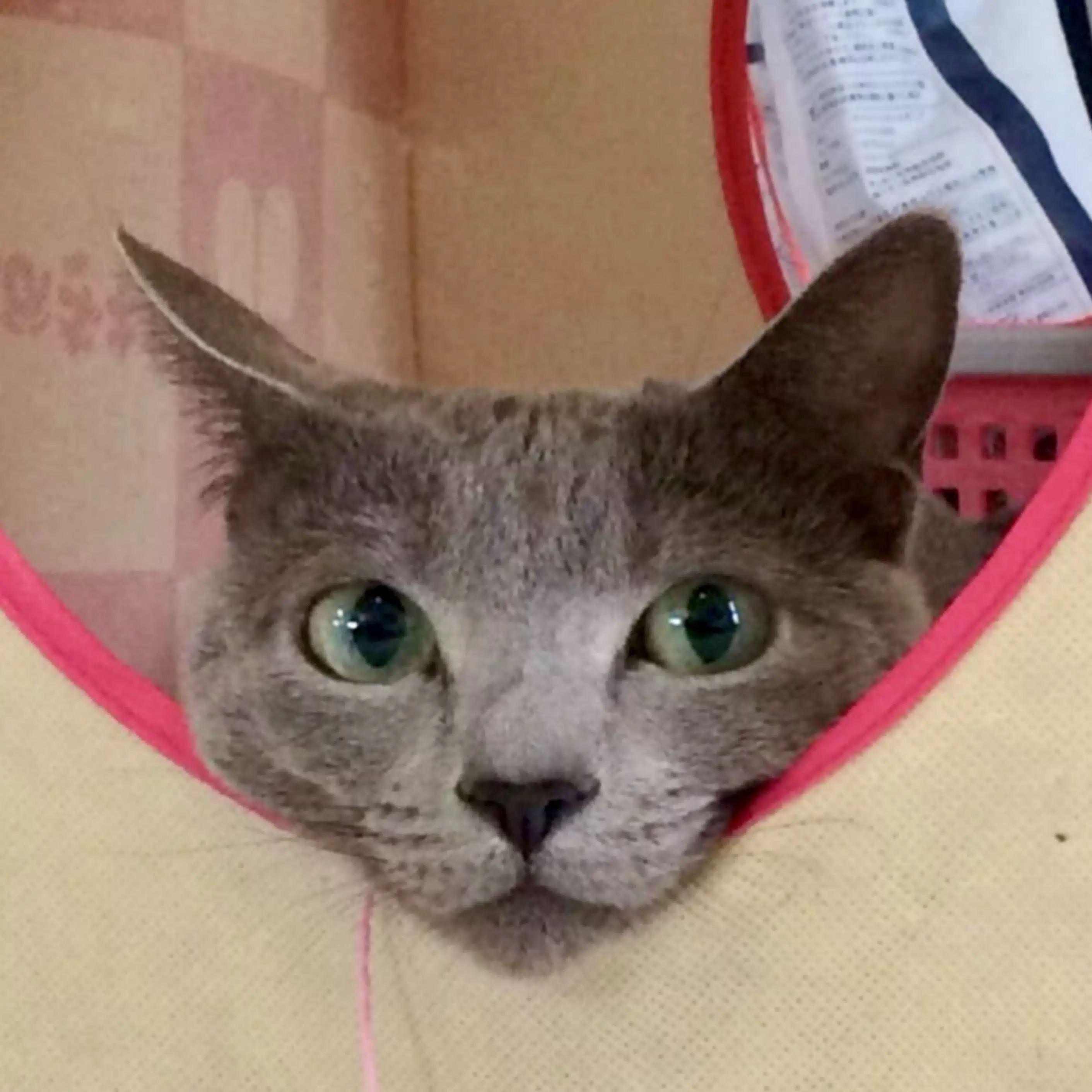 ワト