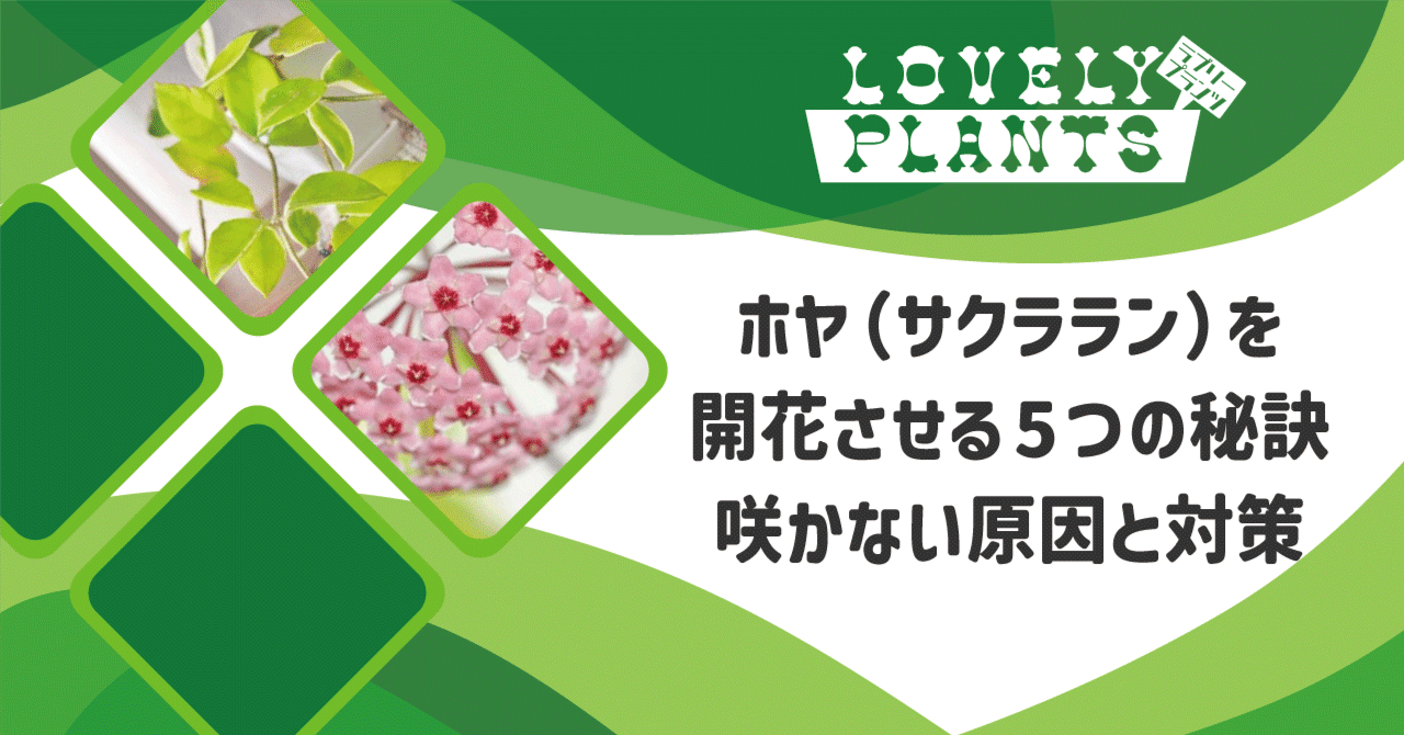 ホヤ（サクララン）を開花させる5つの秘訣｜咲かない原因と対策