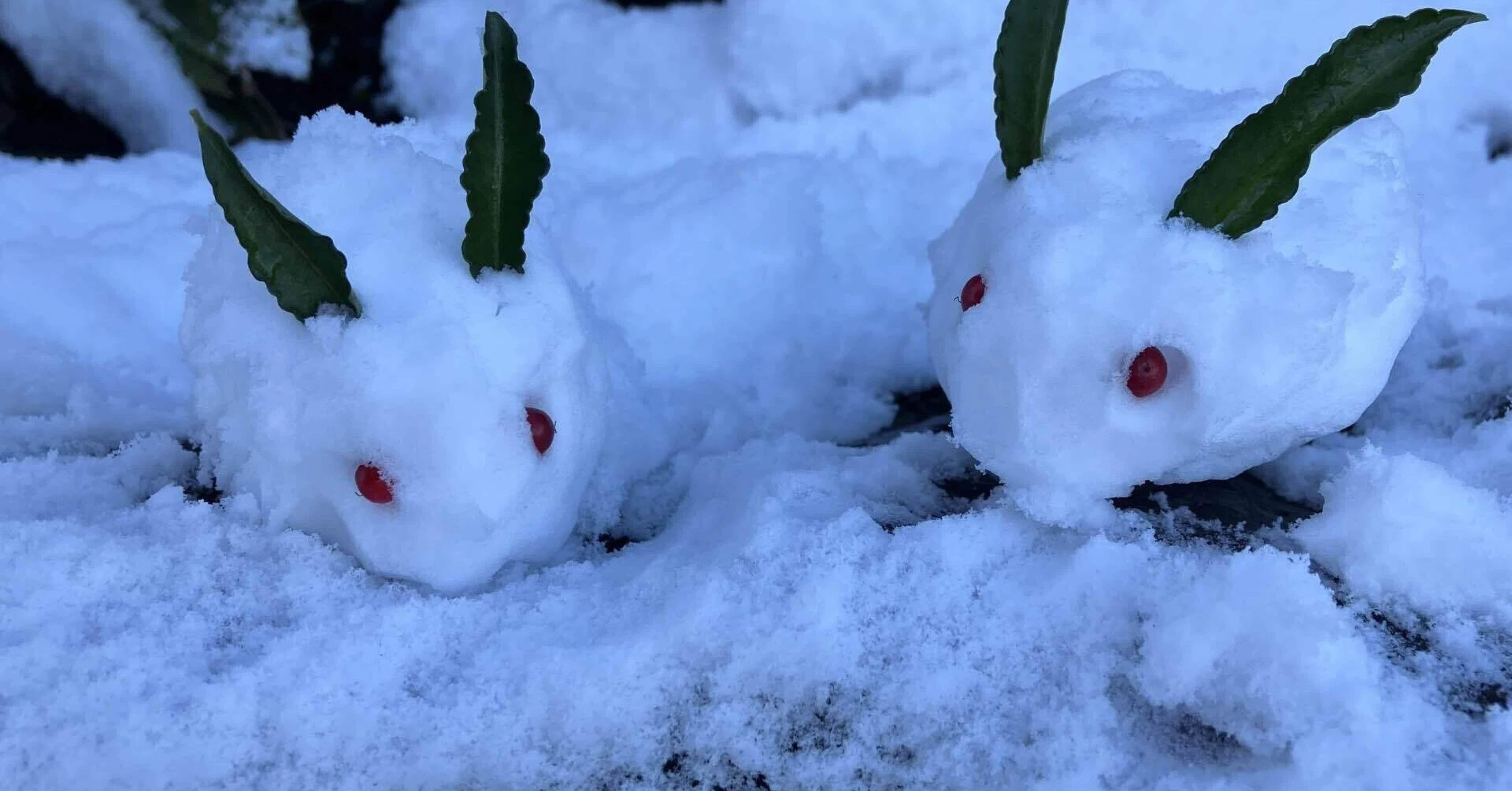 ゆきのうさぎ｜uta/40歳/感情と人生を整理しながら考える
