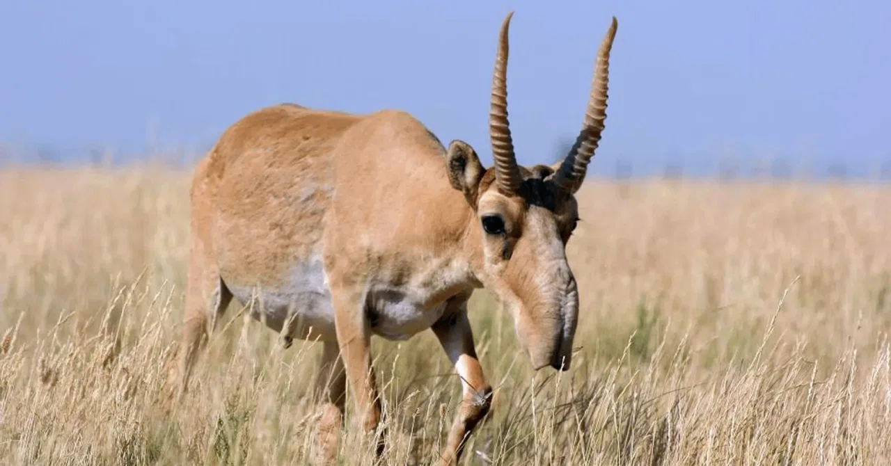 なぜそんな鼻になった？絶滅危惧の珍獣サイガ、驚愕の「高機能すぎる鼻」の秘密｜けい