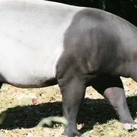 ミズタマズングリハムシ｜この色とドットのパターンは！？【追悼：草間