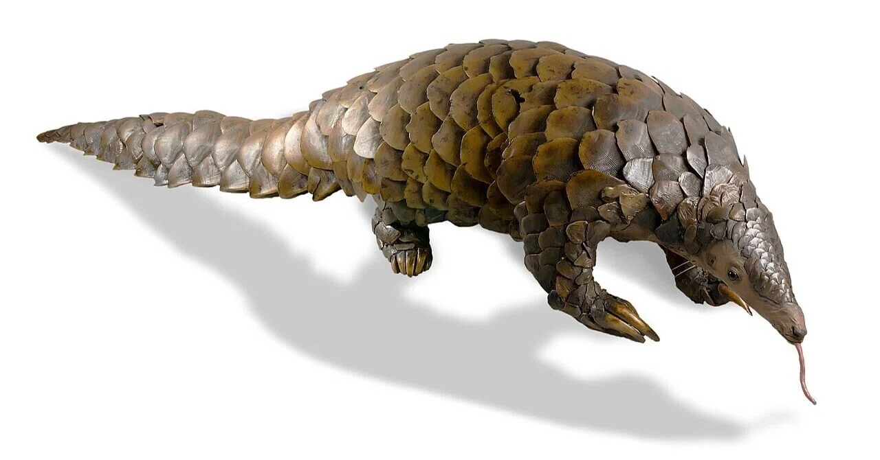 センザンコウ 穿山甲 エキゾチックレザー センザンコウ 穿山甲