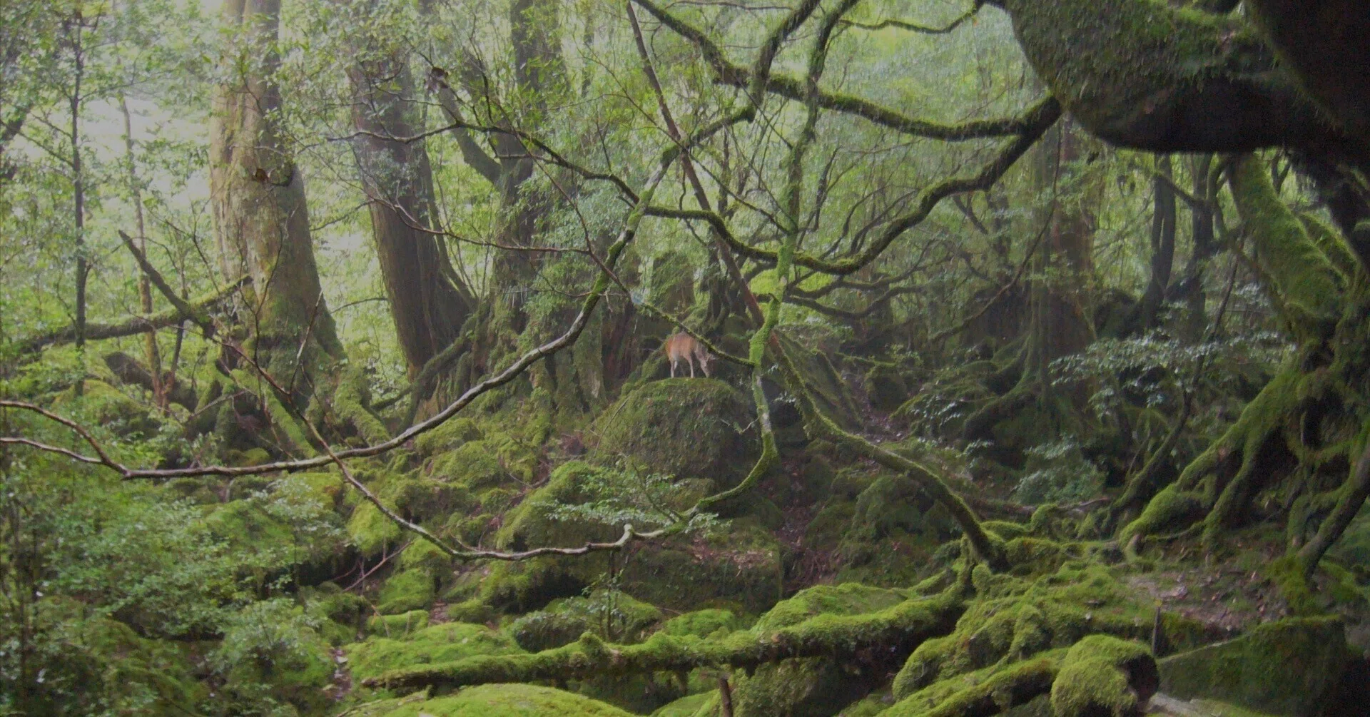 もののけ姫の舞台を歩く、屋久島の旅 ｜ ①白谷雲水峡｜きぬ日和｜国内旅行