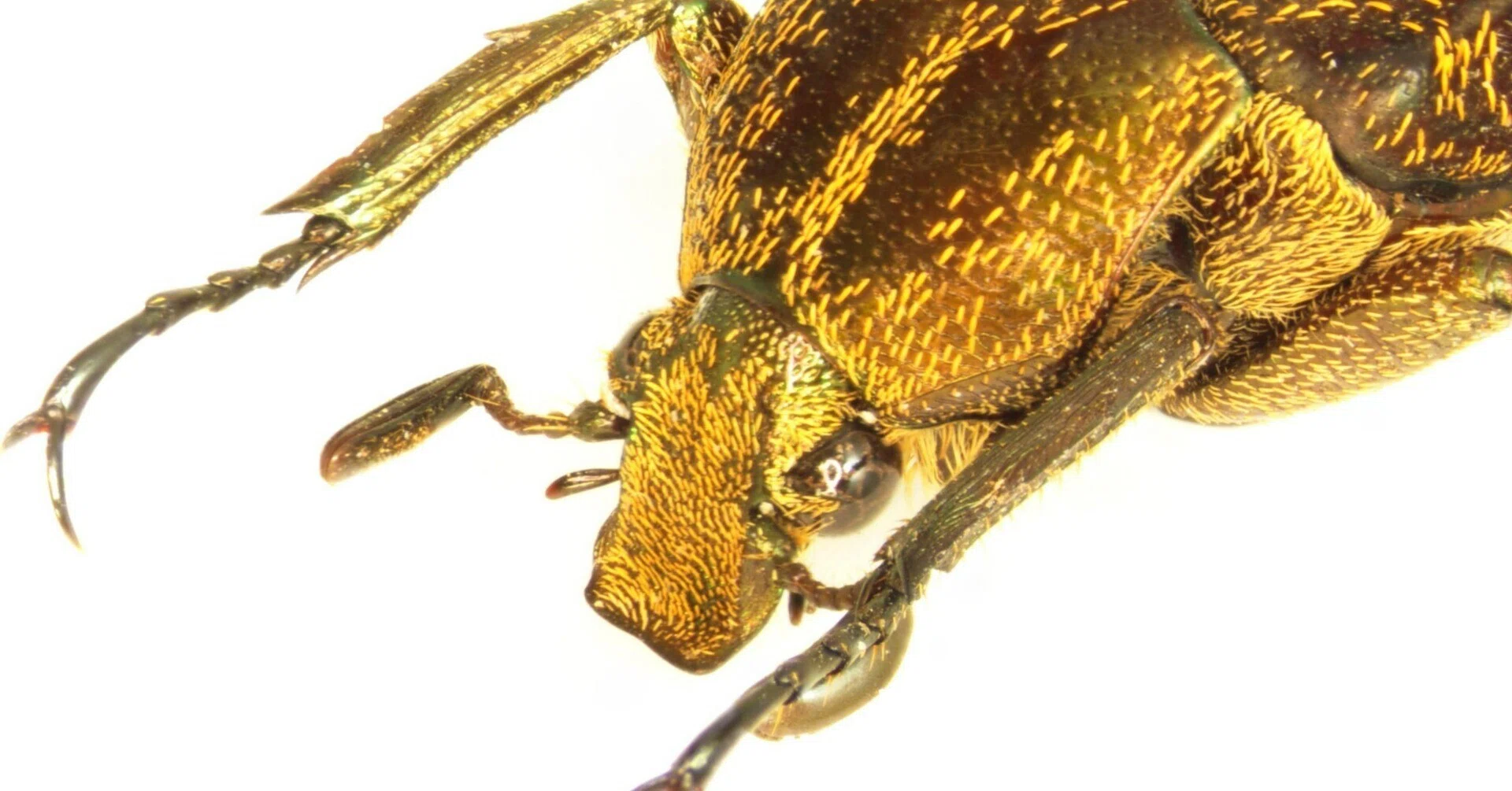 ヒメサビカブトハナムグリ M. (R.) zebuanus ｜原色兜花潜図鑑（作成中）