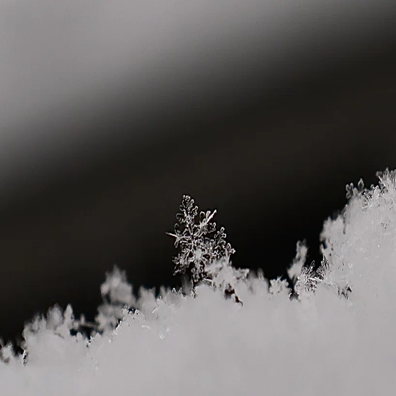 雪の結晶の魔力に心を奪われた日｜はみー