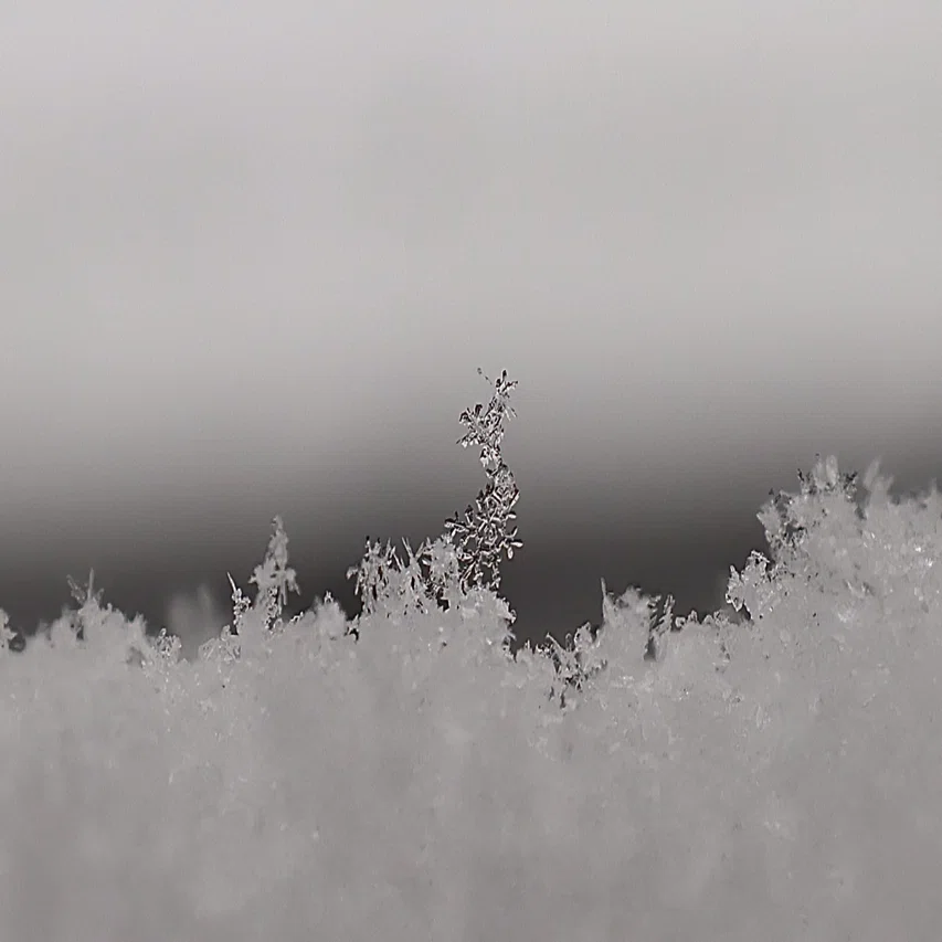 雪の結晶の魔力に心を奪われた日｜はみー