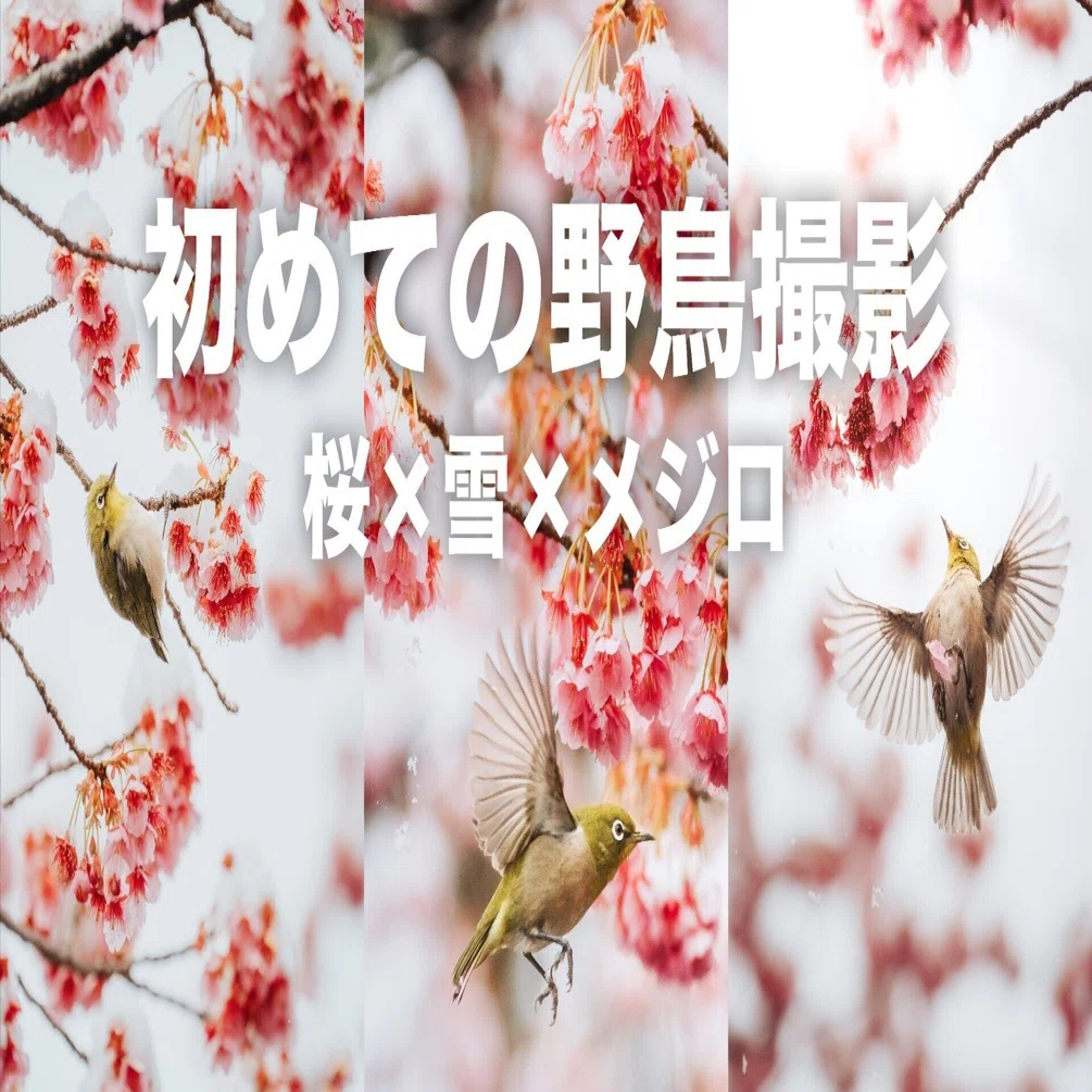 初めての野鳥撮影難しすぎ | 雪 × 桜 × メジロ｜ayane7628
