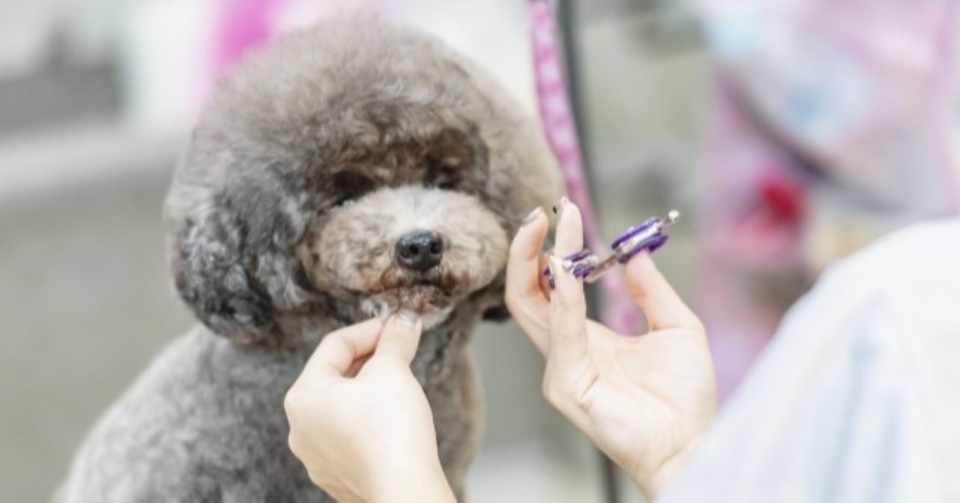 大江健三郎と面白い犬 おまけで怖い犬 千葉りりか Note
