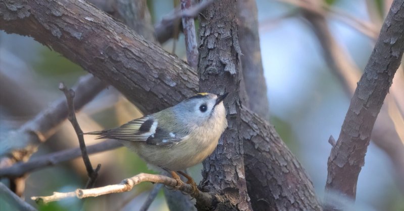 休日の探鳥記 - FUJIFILM｜miz｜note