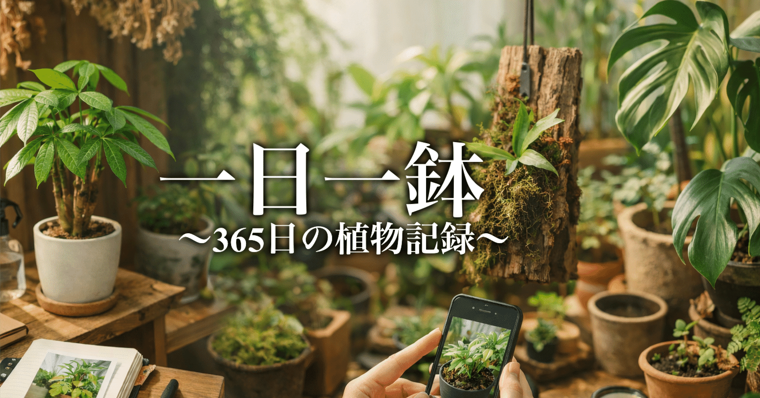 一日一鉢:アロエハイブリッド(詳細不明)｜コタロー【ミドリナセイカツ】