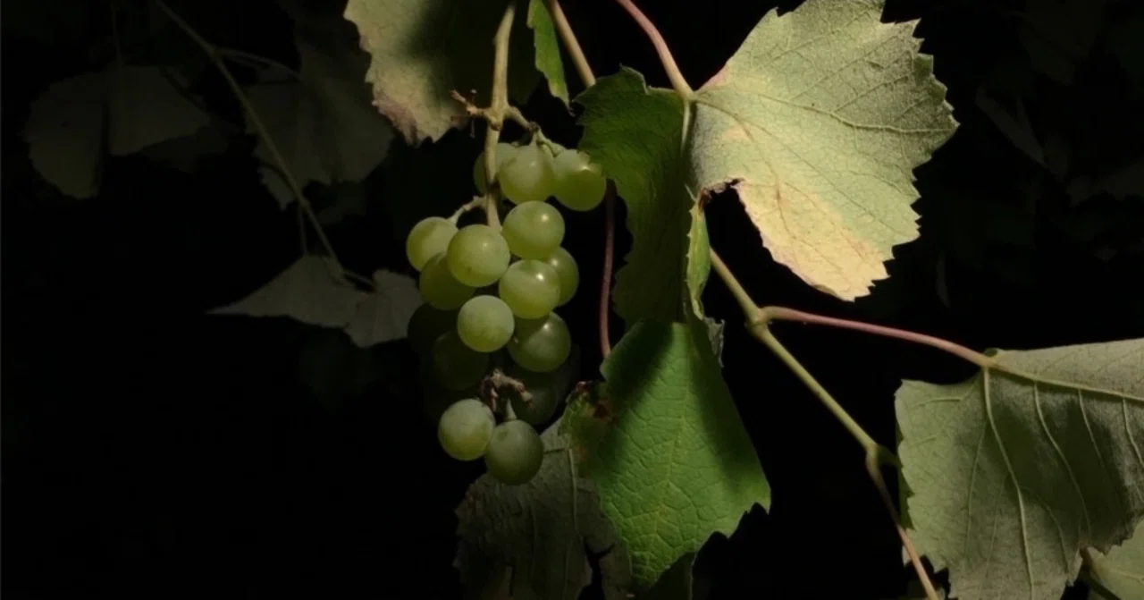 ポートレート/Grapevine #読むバイン vol.58｜和田東雲