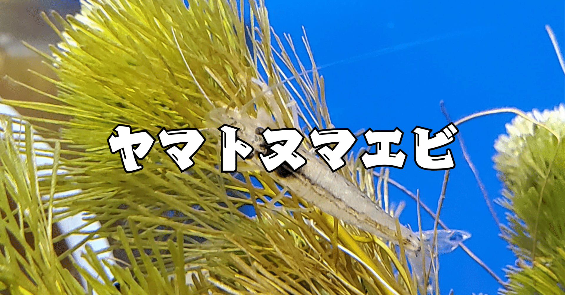 ヤマトヌマエビを考える｜moss paradise3055（モスパラ）