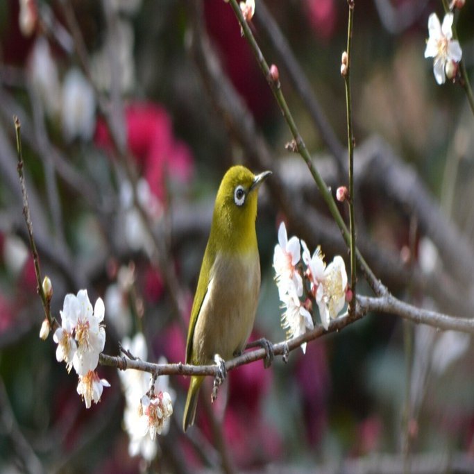 横浜三渓園（さんけいえん）で梅見を楽しむ｜高橋さくら@ライター