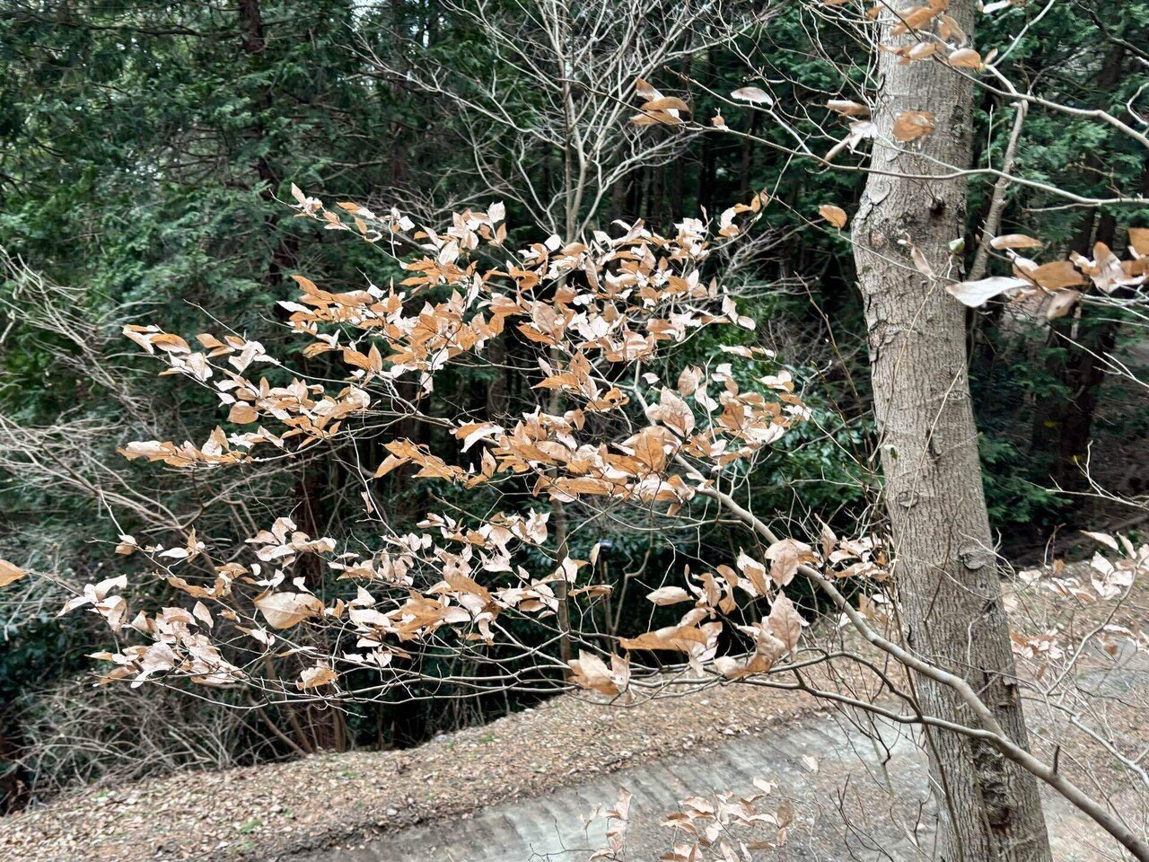 ヤマコウバシ🌸合格祈願｜まる子