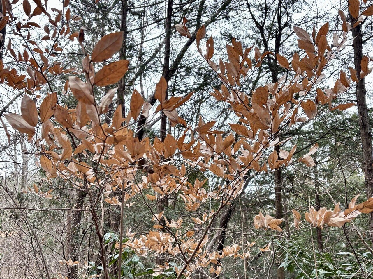 ヤマコウバシ🌸合格祈願｜まる子