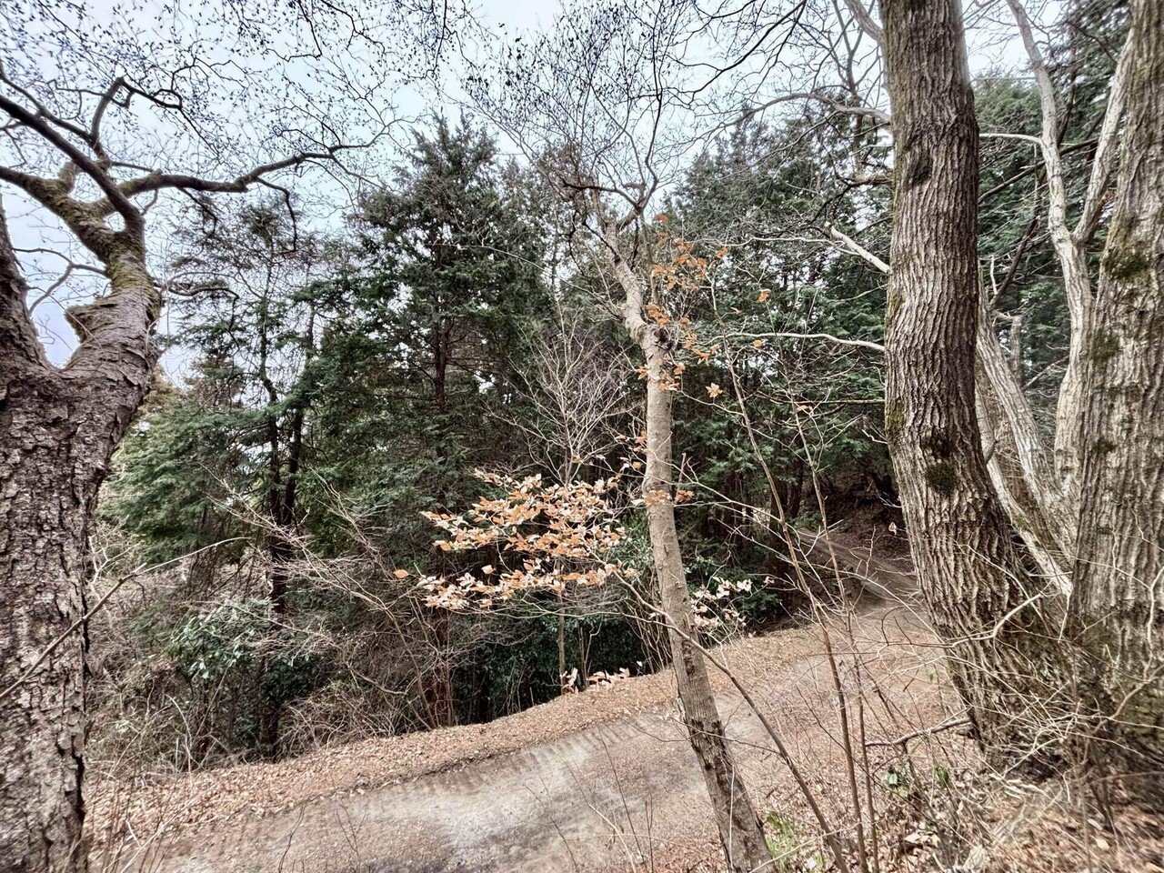 ヤマコウバシ🌸合格祈願｜まる子