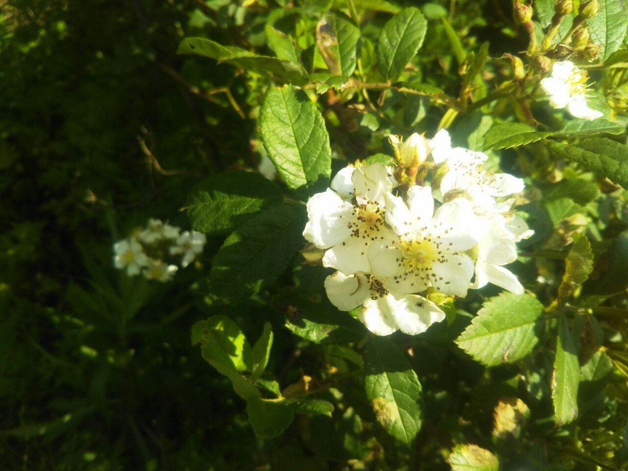 前原フィールドの野いばら 柴山 利幸 Note