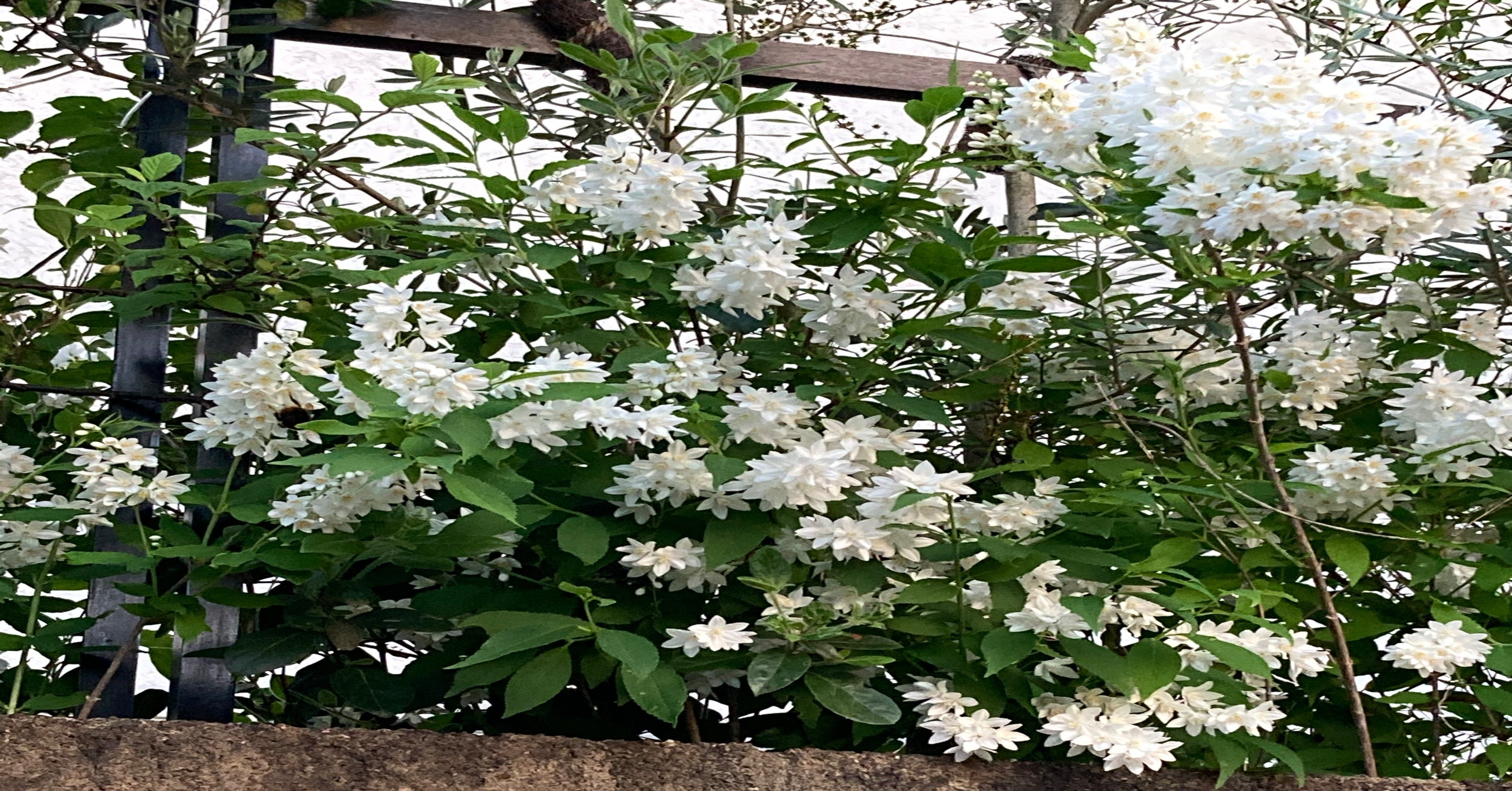 白い花が2階に咲く 姫空木 ぶんぶん ミニマリスト研究家 アマ Note