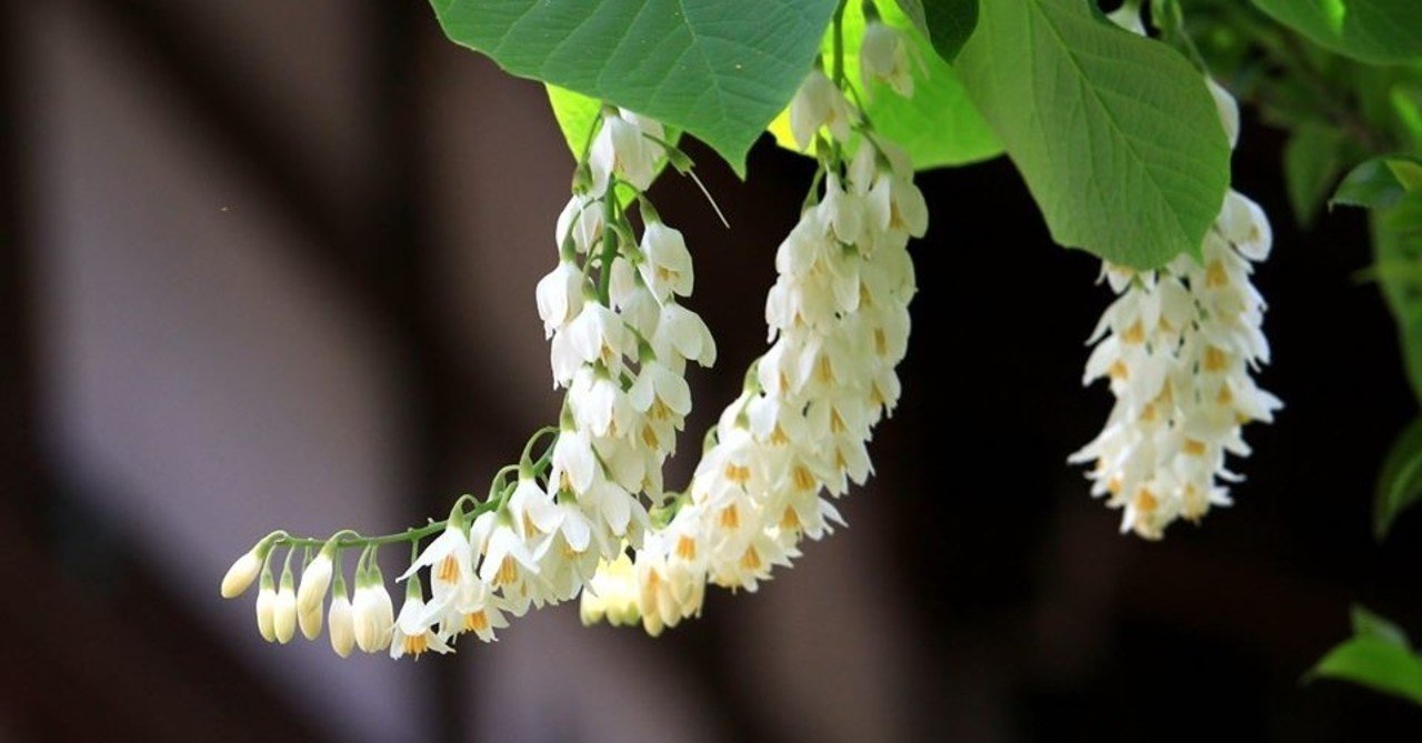 白雲木 ハクウンボク 咲く Planet Note 白雲木 ハクウンボク 咲く Planet Note