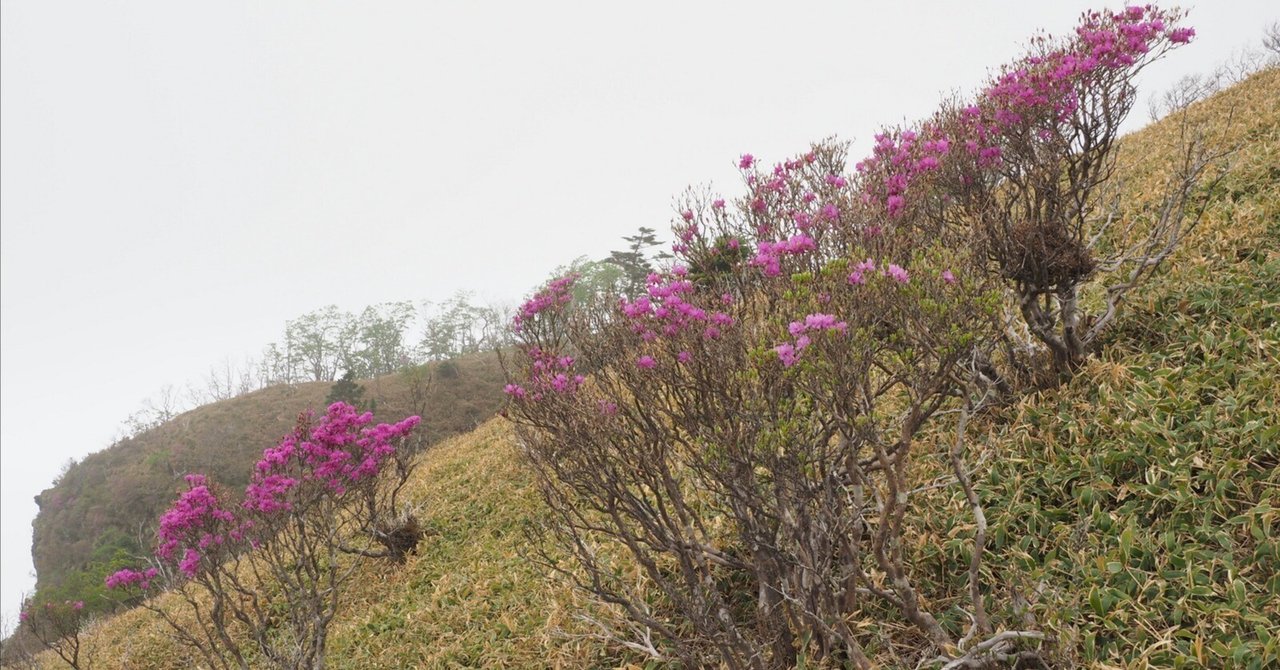 245．修験道場 山上ヶ岳のミツバツツジ｜sasayan