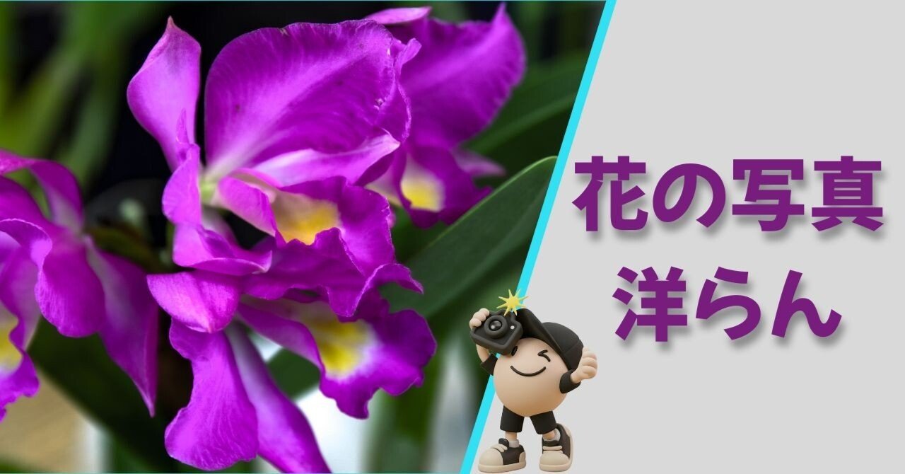 花の写真｜洋らん｜よさだや