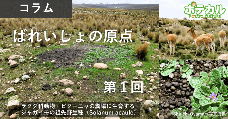 ばれいしょの原点　第1回　原産地から日本へ／コラム