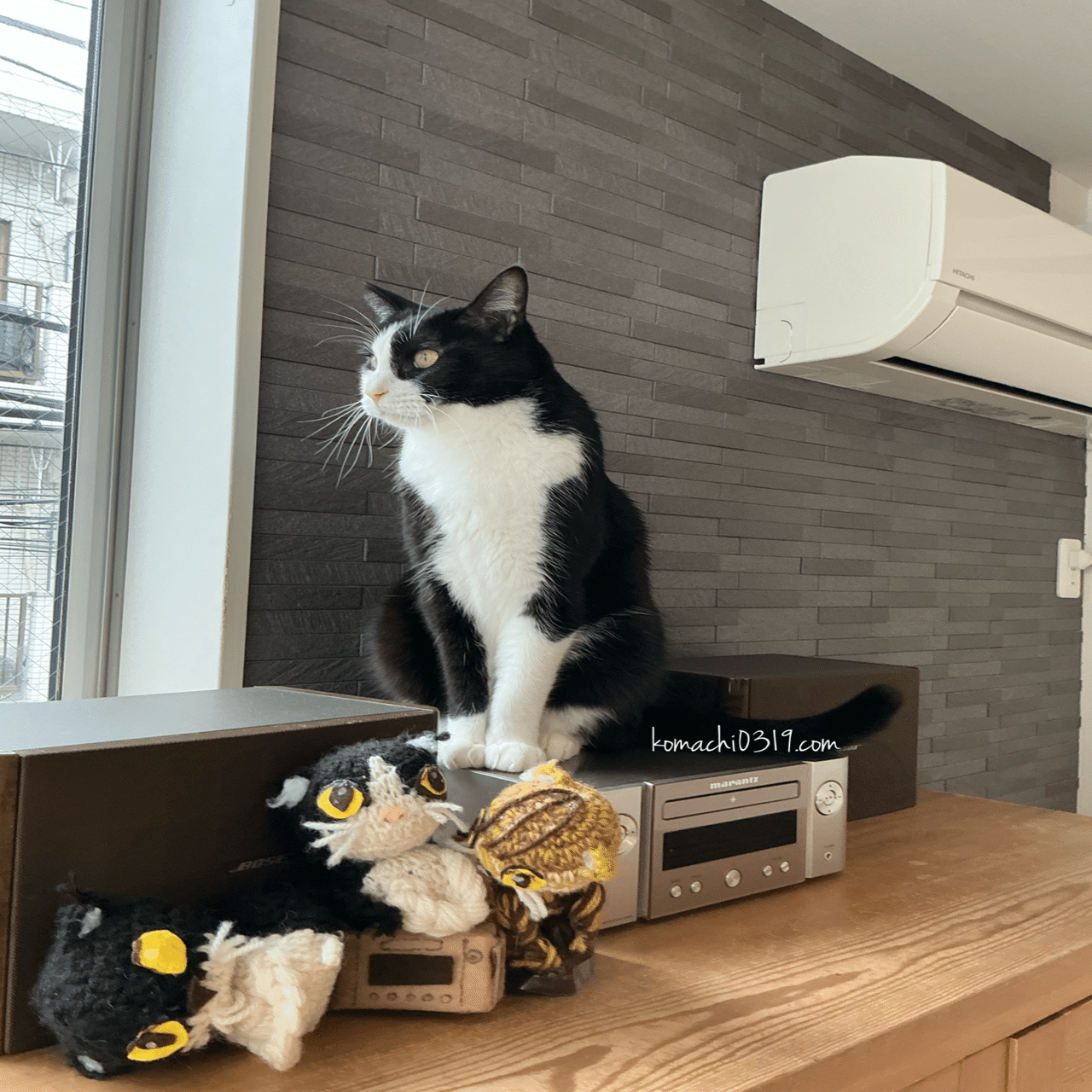 2026年2月10日 朝の猫達｜こまち