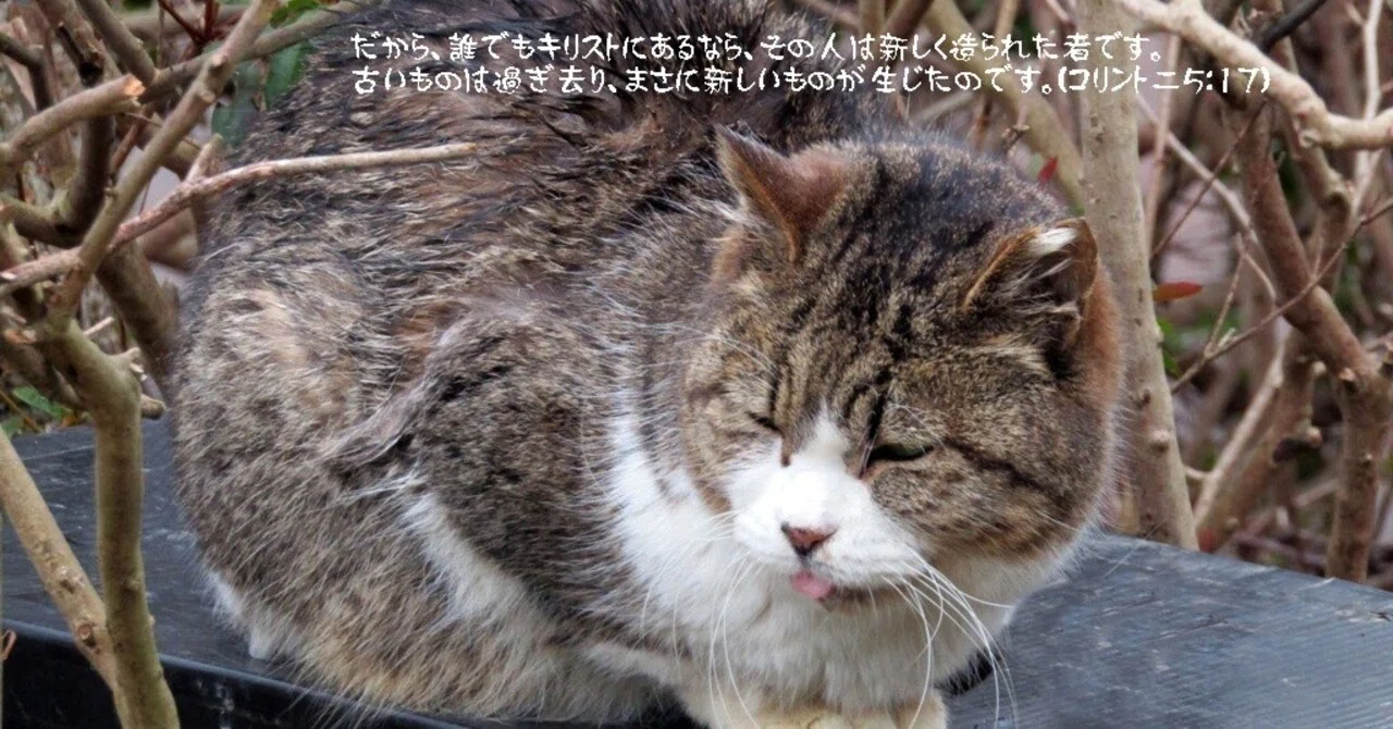 新しくされた者の知るキリスト｜たかぱん