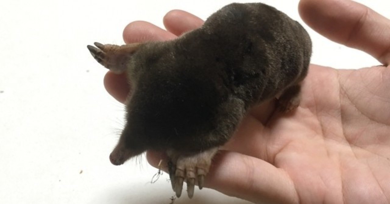 モグラは土の中にいるのに窒息しないの オモシロなんでも雑学 公式 Note モグラは土の中にいるのに窒息しないの オモシロなんでも雑学 公式 Note