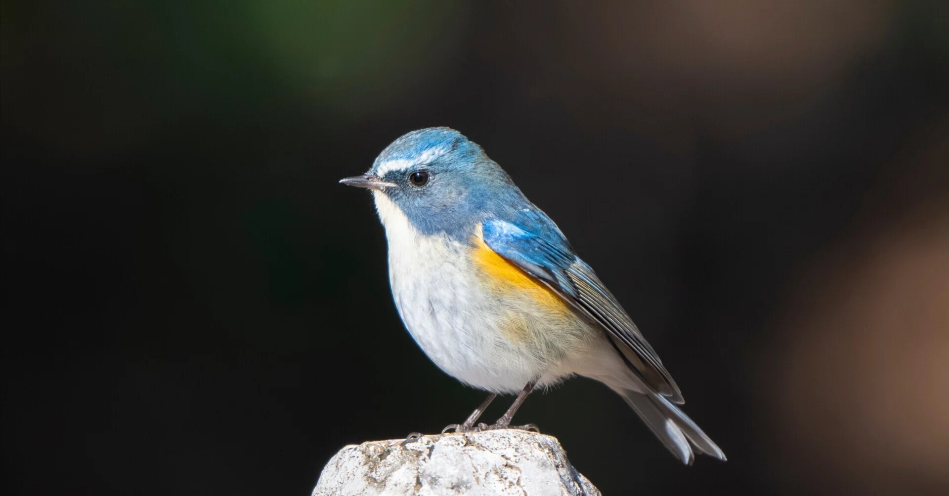 大好きなルリビタキに会いたくて｜Nikon Z8で冬鳥探鳥｜METAL