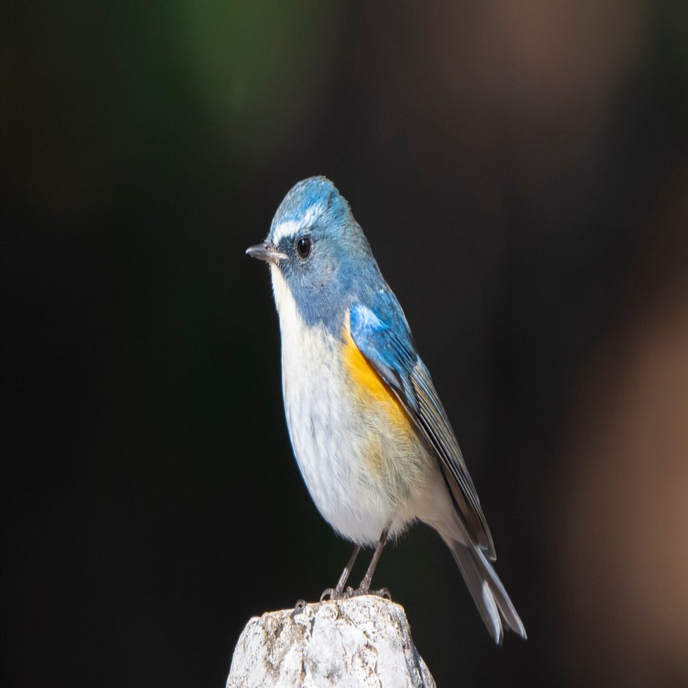 大好きなルリビタキに会いたくて｜Nikon Z8で冬鳥探鳥｜METAL