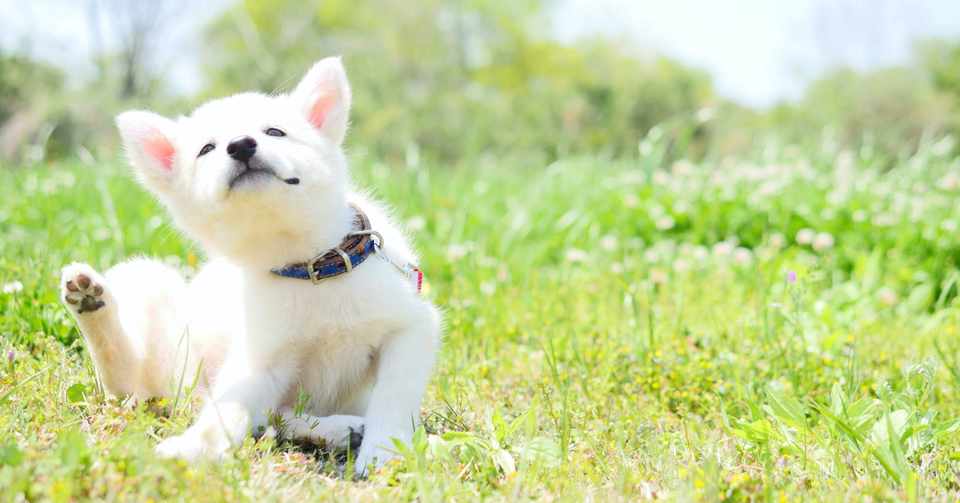 犬のママ友 Shiho Note