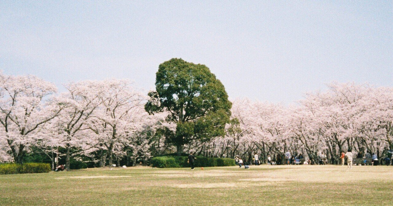 桜とFUJIFILM SUPERIA 400 Premium｜Shogo Hagiwara