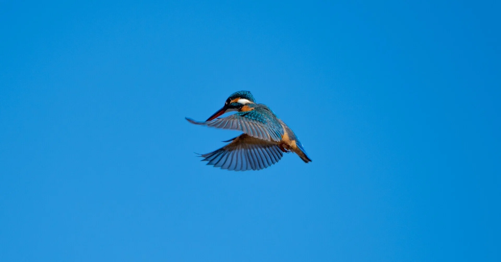 近所の岩槻城址公園で野鳥を撮影した話｜VINCENT2GB